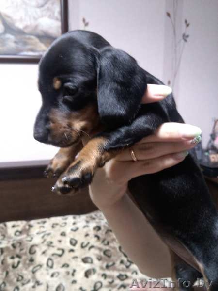 Девочка-красавица ждет своего хозяина - Изображение #4, Объявление #938460