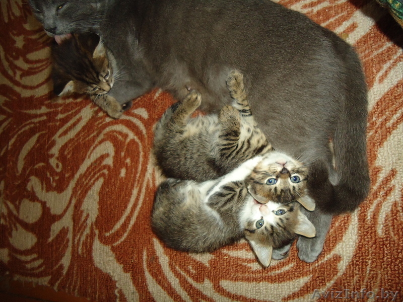 Ручные, игривые котятки - Изображение #3, Объявление #1000959