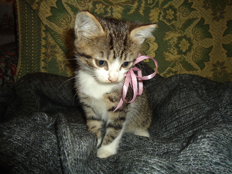 Ручные, игривые котятки - Изображение #2, Объявление #1000959