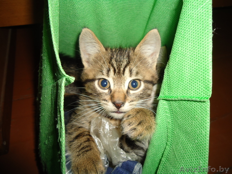 Ручные, игривые котятки - Изображение #1, Объявление #1000959