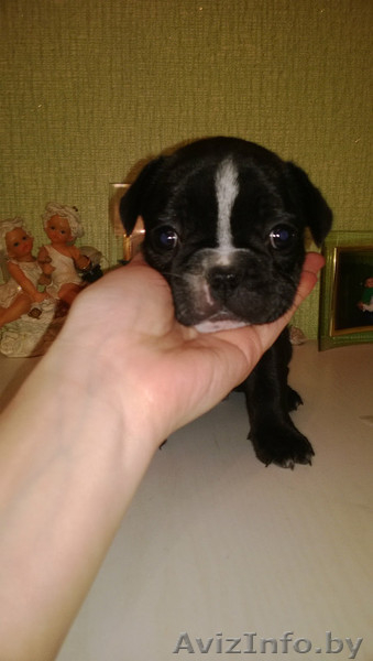 Высокопородные щенки французского бульдога - Изображение #1, Объявление #1008517