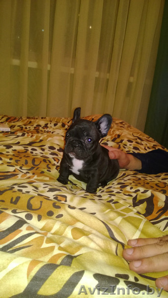 Высокопородные щенки французского бульдога - Изображение #2, Объявление #1008517