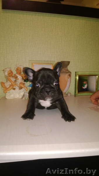 Высокопородные щенки французского бульдога - Изображение #3, Объявление #1008517