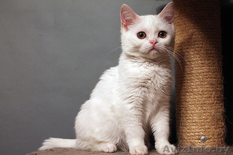 белый скоттиш страйт - Изображение #3, Объявление #908593