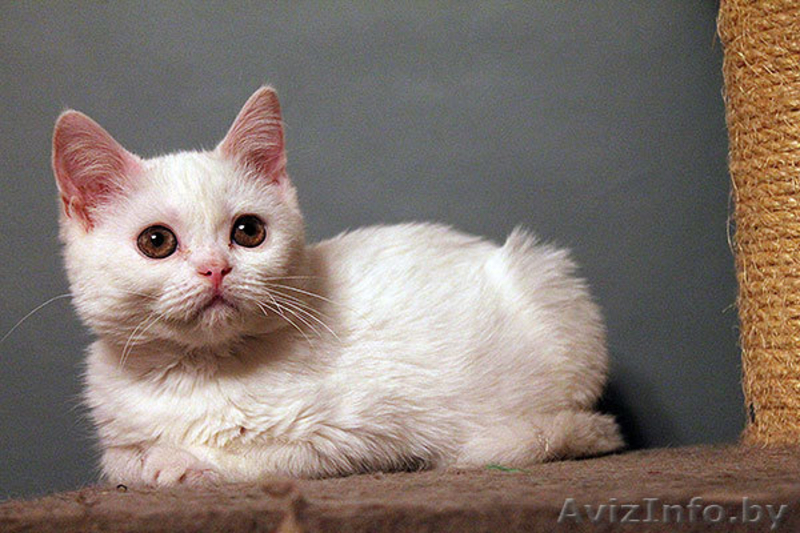 белый скоттиш страйт - Изображение #2, Объявление #908593