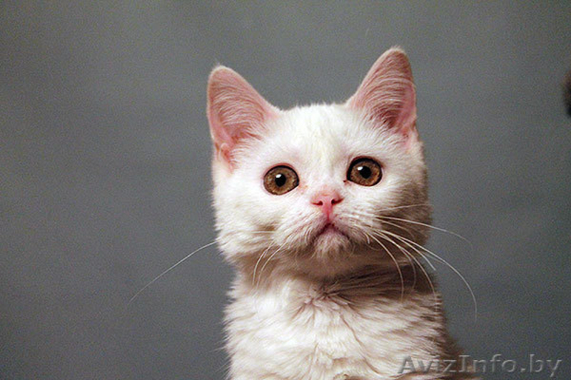 белый скоттиш страйт - Изображение #4, Объявление #908593