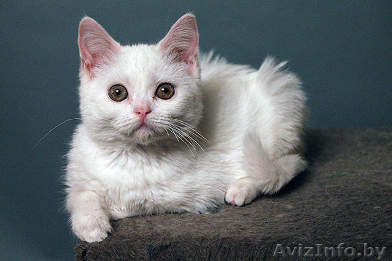 белый скоттиш страйт - Изображение #1, Объявление #908593