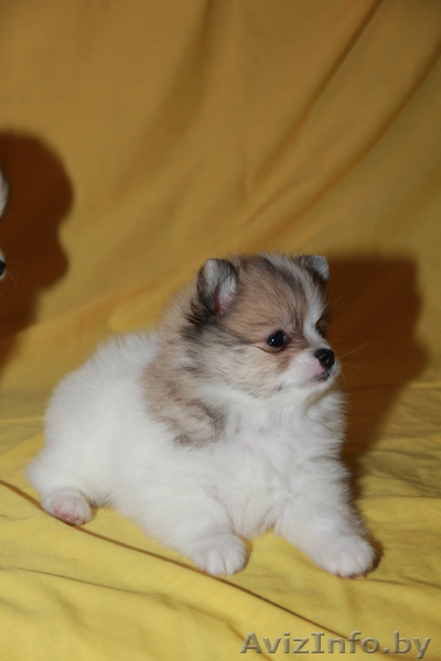 Мальчик померанского шпица - Изображение #3, Объявление #1005048