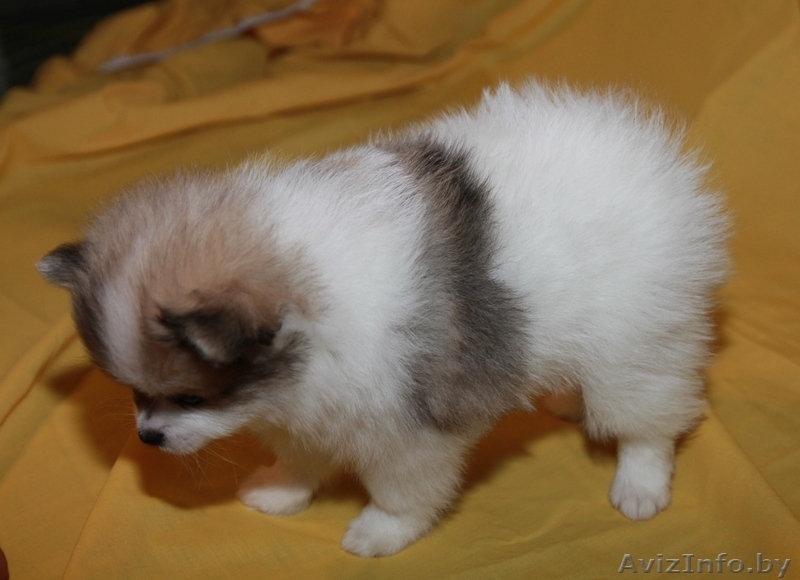 Мальчик померанского шпица - Изображение #2, Объявление #1005048