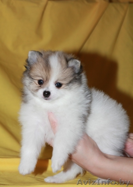 Мальчик померанского шпица - Изображение #1, Объявление #1005048