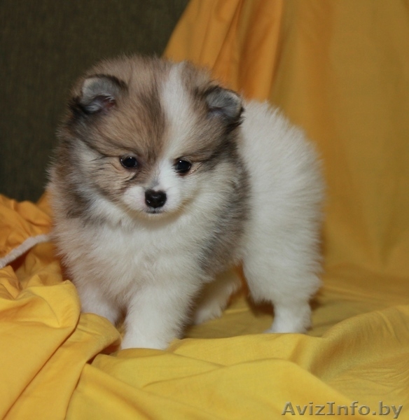 Мальчик померанского шпица - Изображение #5, Объявление #1005048