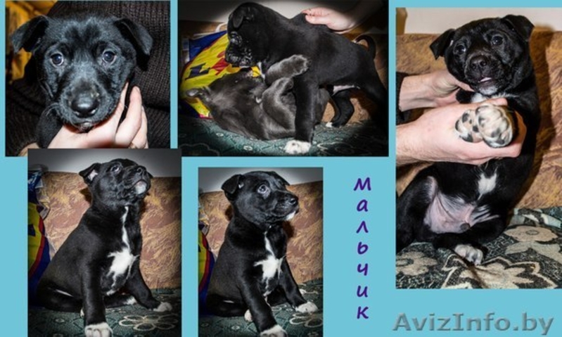 щенки ищут своего хозяина - Изображение #1, Объявление #1027639