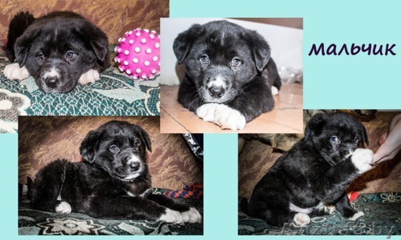 щенки ищут своего хозяина - Изображение #2, Объявление #1027639