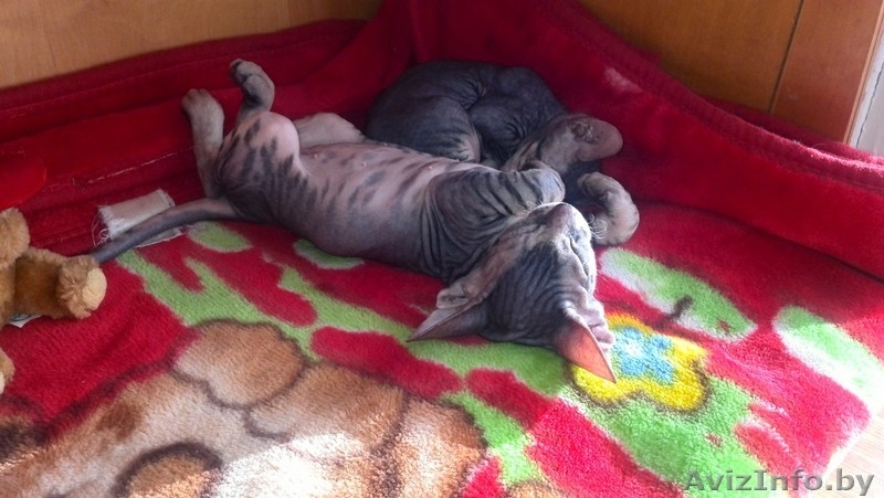 Миленькие,маленькие котята Донского сфинкса - Изображение #1, Объявление #1026155