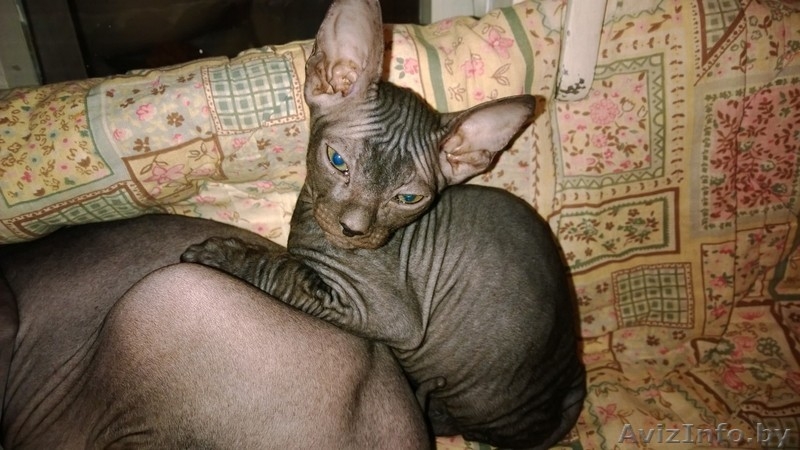 Миленькие,маленькие котята Донского сфинкса - Изображение #2, Объявление #1026155