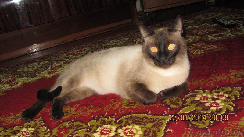 в дар голубоглазый красавец кот - Изображение #2, Объявление #1031783