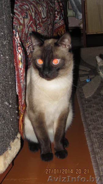 в дар голубоглазый красавец кот - Изображение #4, Объявление #1031783