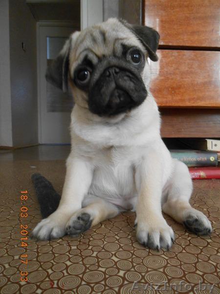 мопса щенок продается - Изображение #1, Объявление #1062635