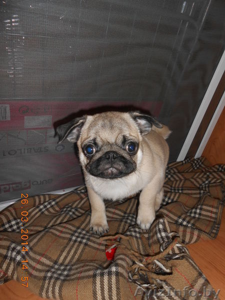 мопса щенок продается - Изображение #2, Объявление #1062635