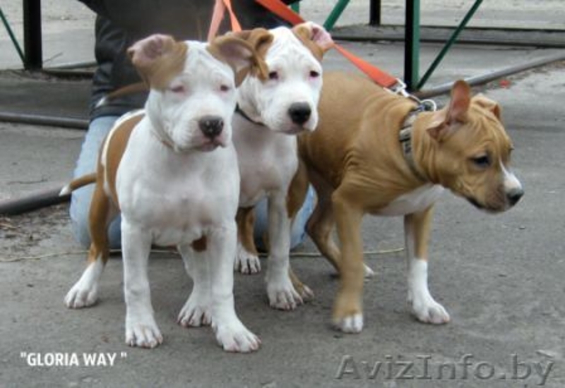 Шикарные девочки Американского стаффордширского терьера.  - Изображение #7, Объявление #1057110