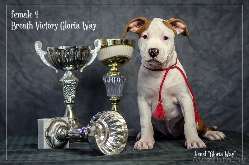 Шикарные девочки Американского стаффордширского терьера.  - Изображение #4, Объявление #1057110