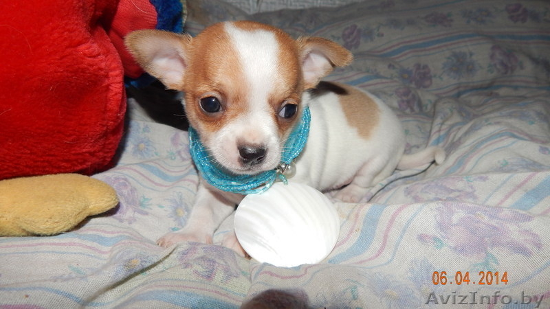 шенки чихуа хау - Изображение #5, Объявление #1070698