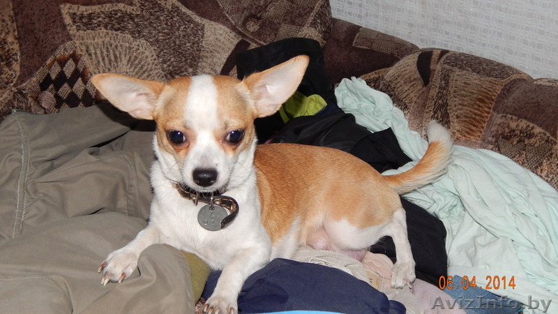 шенки чихуа хау - Изображение #8, Объявление #1070698