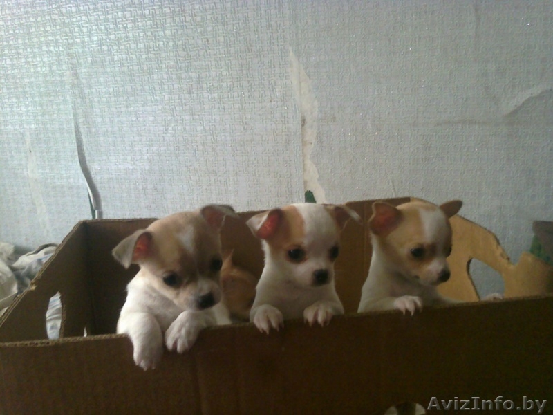 шенки чихуа хау - Изображение #10, Объявление #1070698