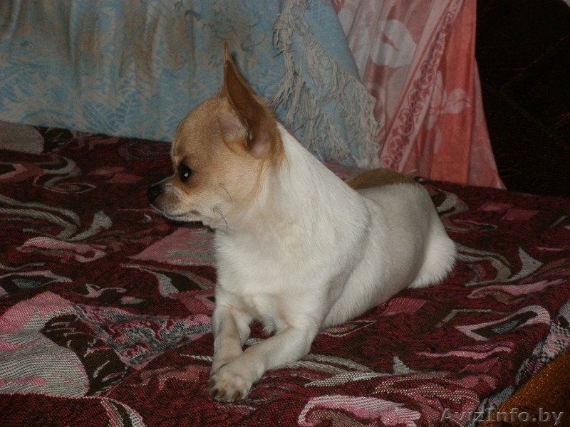 шенки чихуа хау - Изображение #2, Объявление #1070698