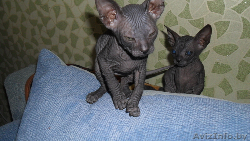 котятки донского сфинкса - Изображение #1, Объявление #1068981