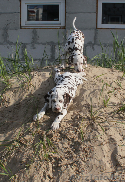 щенки далматина от выездной вязки в Германии - Изображение #1, Объявление #1094716