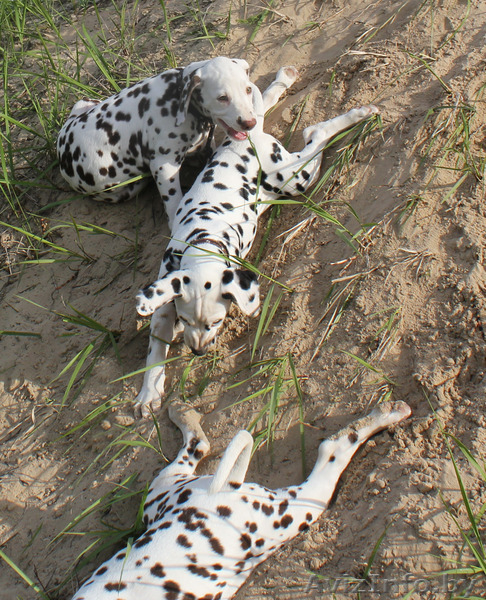 щенки далматина от выездной вязки в Германии - Изображение #2, Объявление #1094716
