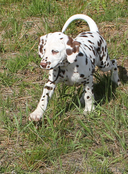 щенки далматина от выездной вязки в Германии - Изображение #4, Объявление #1094716