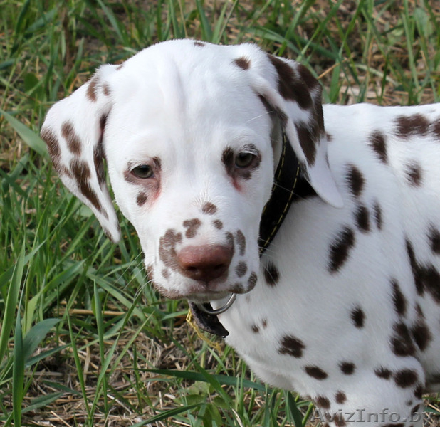 щенки далматина от выездной вязки в Германии - Изображение #3, Объявление #1094716