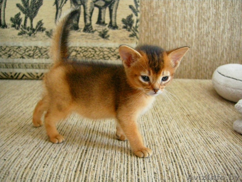 Абиссинские котята, дорого - Изображение #1, Объявление #1091791