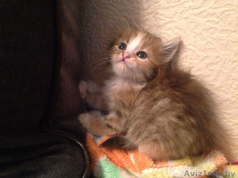 котёнок в добрые и хорошие руки - Изображение #1, Объявление #1095996