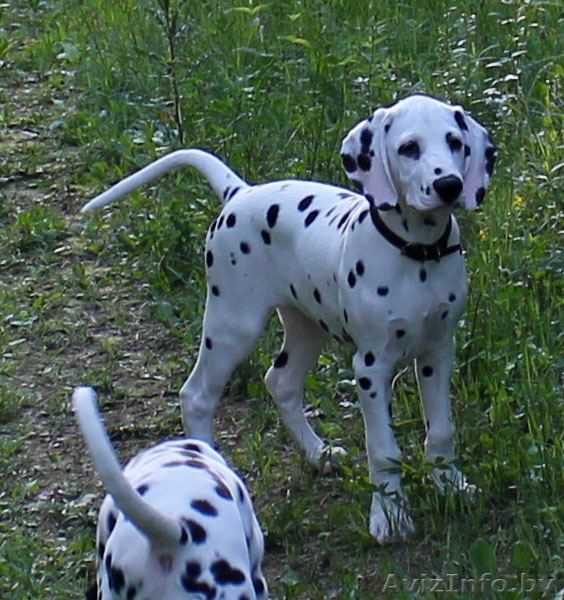 щенки далматина от выездной вязки в Германии - Изображение #5, Объявление #1094716