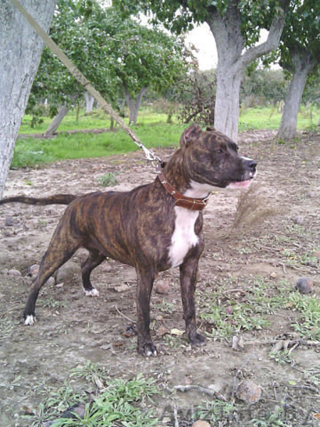 продам щенков стаффа - Изображение #6, Объявление #1098480