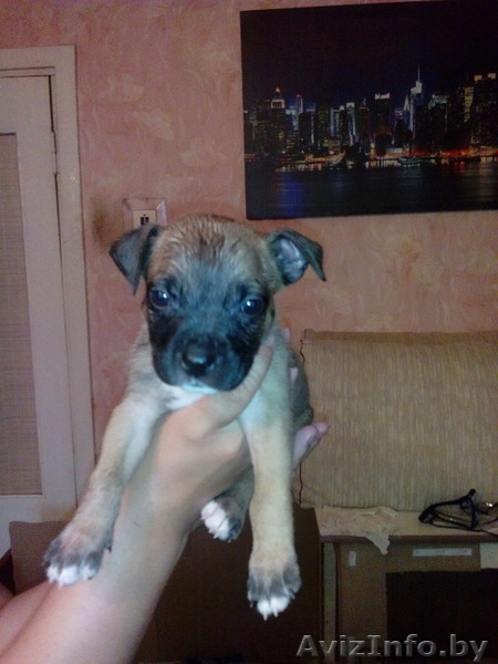 продам щенков стаффа - Изображение #1, Объявление #1098480