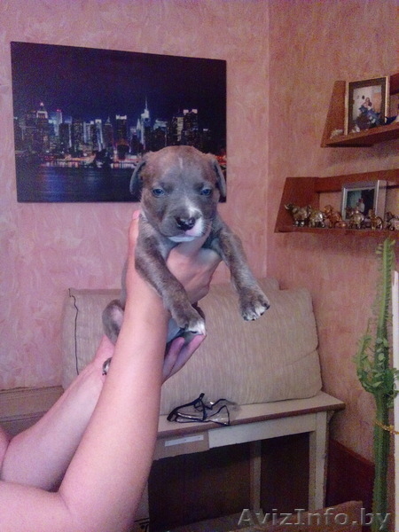 продам щенков стаффа - Изображение #2, Объявление #1098480