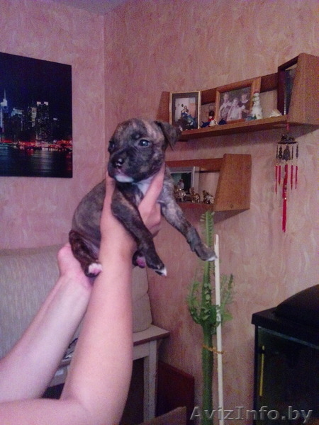 продам щенков стаффа - Изображение #3, Объявление #1098480