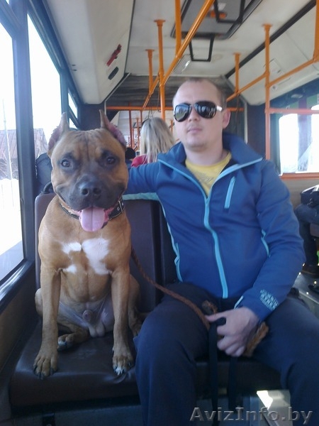 продам щенков стаффа - Изображение #5, Объявление #1098480