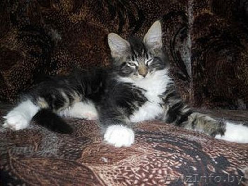 Котята мейн-кун - Изображение #3, Объявление #1118583