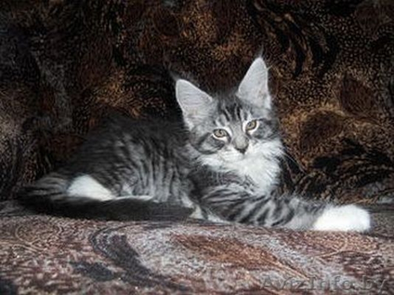 Котята мейн-кун - Изображение #1, Объявление #1118583