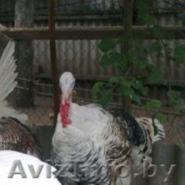 индюки и индюшки 7 месяцев  - Изображение #1, Объявление #1164483