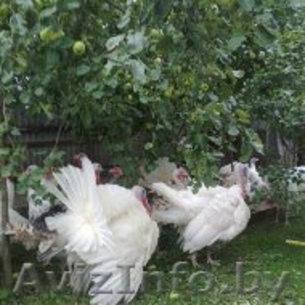 индюки и индюшки 7 месяцев  - Изображение #6, Объявление #1164483