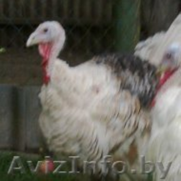 индюки и индюшки 7 месяцев  - Изображение #3, Объявление #1164483