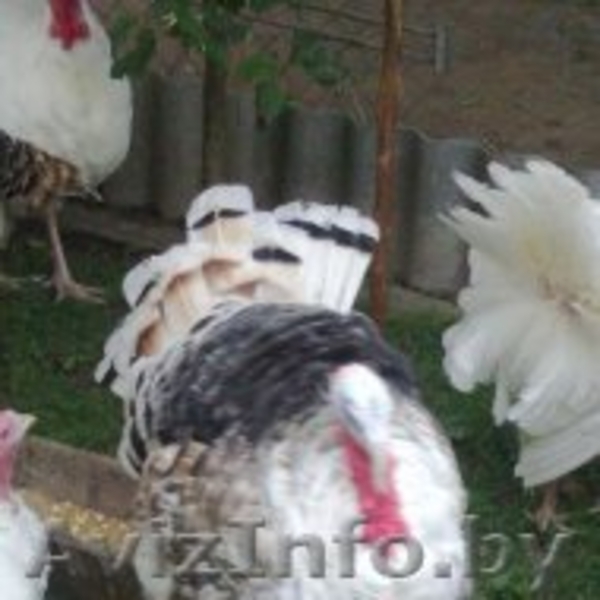 индюки и индюшки 7 месяцев  - Изображение #5, Объявление #1164483