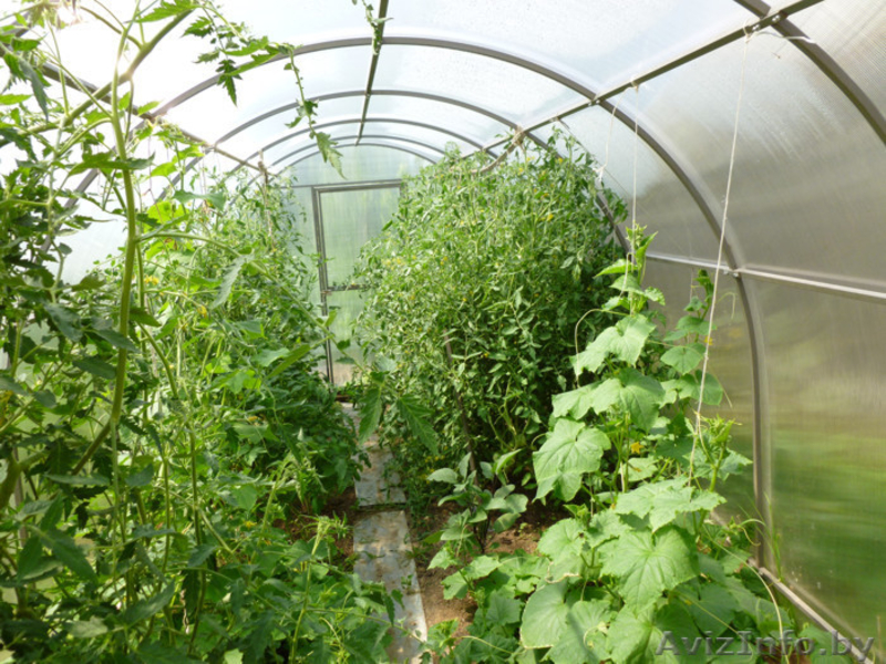 Теплица из поликарбоната «Сибирская» 6м  - Изображение #2, Объявление #1159269