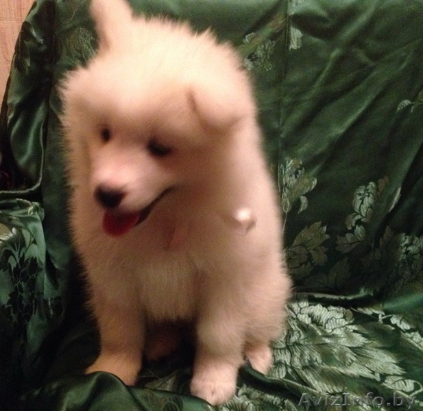 Щенки Самоеда от родителей-чемпионов - Изображение #3, Объявление #1174271